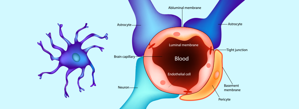 Blood-brain barrier in vitro model